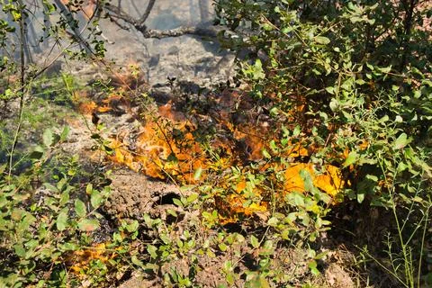 Flame creeps through tangled green shrubbery Stock Photos