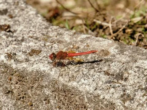 Flame Dragonfly Stock Photos