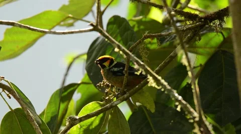 Flame-faced Tanager feeding Stock-Footage 64826319