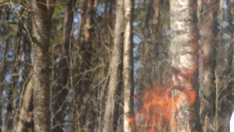 The flame of fire and behind the forest Stock Footage 238377358