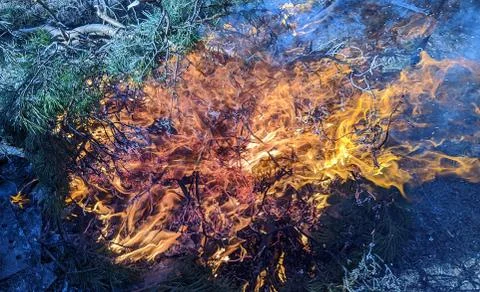 Flame of fire from a bonfire made of spruce branches in the daytime Stock Photos