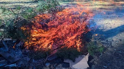 Flame of fire from a bonfire made of spruce branches in the daytime Stock Photos