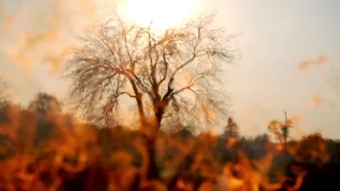 Flame of a fire close-up on a background of the sun and a tree Stock Footage 89415851