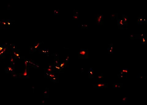 Flame of fire with sparks on a black background Stock Photos