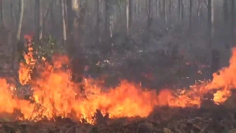 Flame Stock Footage 242577375