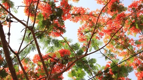 Flame of Forest Blooms Stock Footage 94391496