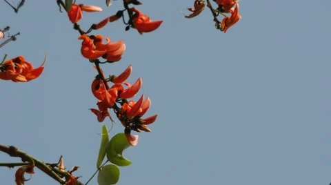 Flame of the Forest flower and wind Stock Footage 60811138