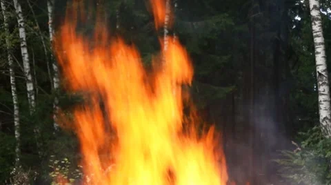Flame in forest Video stock 8664678