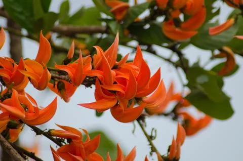 Flame of the forest 库存照片