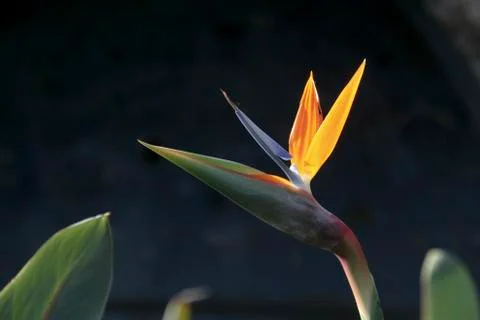 Flame of Forest Stock Photos