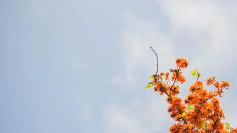 Flame of The Forest Stock Photos