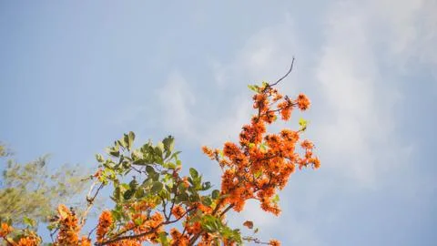 Flame of The Forest Stock Photos