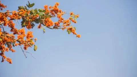 Flame of The Forest Foto stock