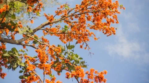 Flame of The Forest Stock Photos