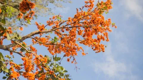 Flame of The Forest Stock Photos