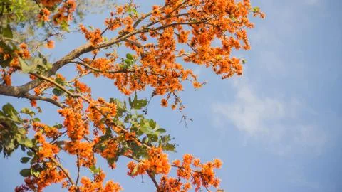 Flame of The Forest Stock Photos