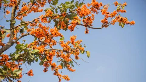 Flame of The Forest Stock Photos