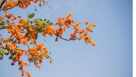 Flame of The Forest Stock Photos