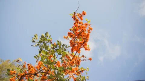 Flame of The Forest Foto stock