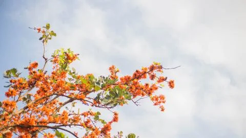 Flame of The Forest Stock Photos