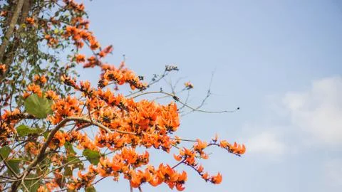 Flame of The Forest Stock Photos