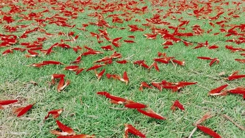 Flame Of Forest Red Petals Close Up On Lush Green Lawn Stock Footage 333493487