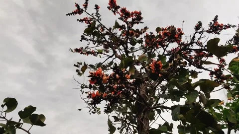 Flame of the forest tree _ Bengal kino tree 库存影片 274650466