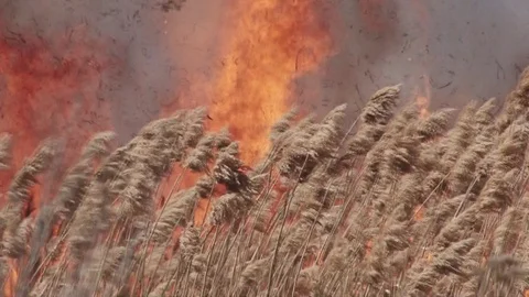 The flame is great Video stock 86638677