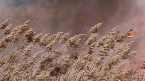 The flame is great Stock Footage 86638749