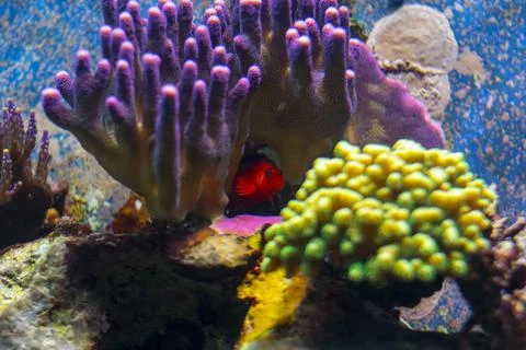 Flame hawk fish hidden in a sps coral. Stock Photos