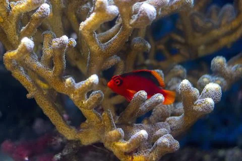 Flame hawk fish hidden in a sps coral. Foto stock