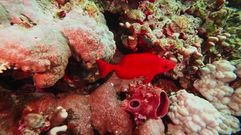 Flame Hawkfish in Vibrant Coral Reef Underwater Life Stock Footage 316691277