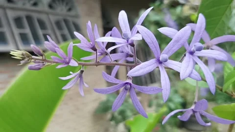 Flame of irian Stock Footage 234714178