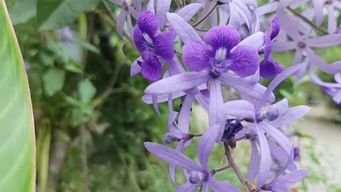 Flame of irian Stock Footage 234714189