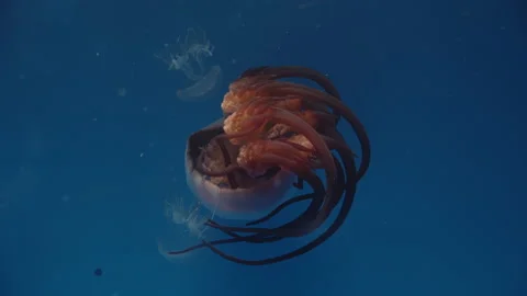 Flame jellyfish - its red tentacles appear flames Stock Footage 221198556