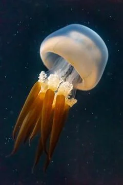 Flame Jellyfish Stock Photos