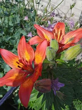Flame of Lilies Фото