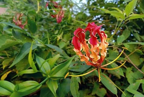 FLAME LILY FLOWER Stock Photos