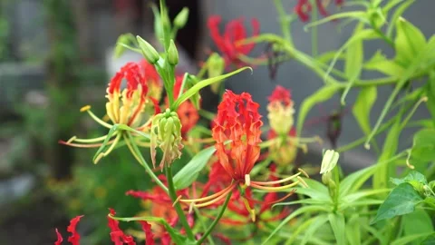 Flame lily flower in the wind Video stock 273143907
