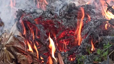 Flame patterns in the fire Stock Footage 145128814