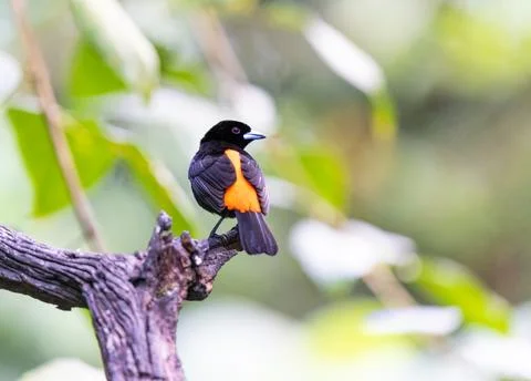 Flame Rumped Tanager perched on a tree Stock Photos