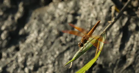 The flame skimmer or firecracker skimmer dragonfly Stockbeeldmateriaal 153534441
