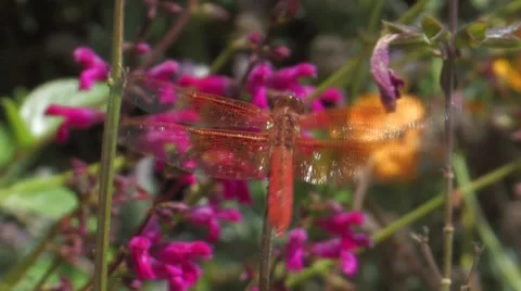 Flame Skipper Dragonfly Stock Footage 8571136