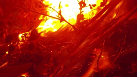 Flame Slowly Absorbing Dry Branches of Plants in the Darkness Closeup Stock Footage 74853775