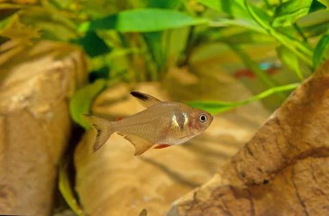 Flame tetra Stock Photos
