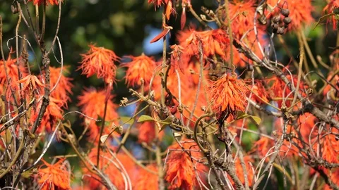 Flame Tree, Africa Stock Footage 125135550