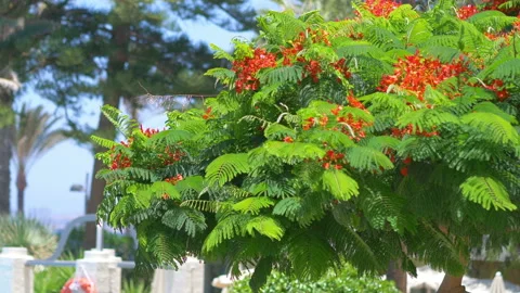 Flame tree in bloom in 4k slow motion 60fps Stock Footage 149184577