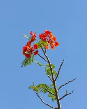 Flame tree blossom Stock Photos