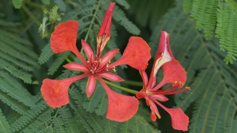 Flame tree blossoms sway against feathery green leaves, with vivid red orange Stock Footage 345654187