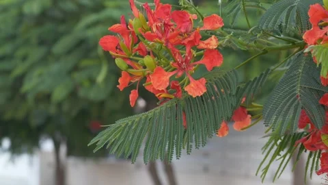 Flame tree branch blooms with vivid orange flowers, and flame tree leaves sway Stock Footage 345653833